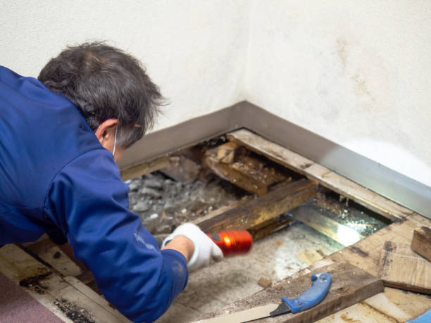 Best Mold Testing and Inspection Services in Havana, IL