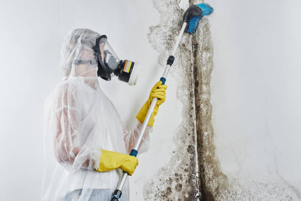 Best Bathroom Mold Remediation in Havana, IL