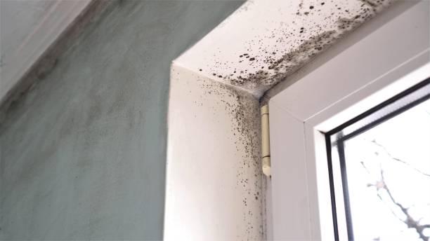 Best Industrial Mold Remediation in Havana, IL