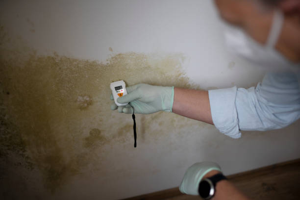 Best DIY Mold Remediation Support Services in Havana, IL