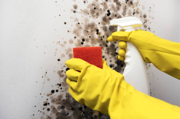 Trusted Havana, IL Mold Remediation Experts