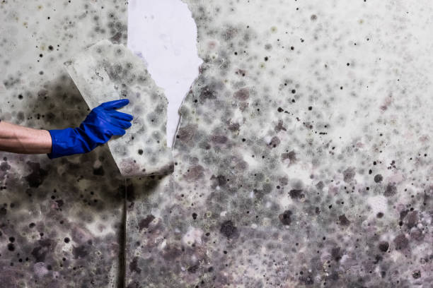 Best Basement Mold Remediation in Havana, IL