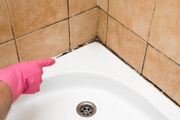Best Black Mold Remediation in Havana, IL